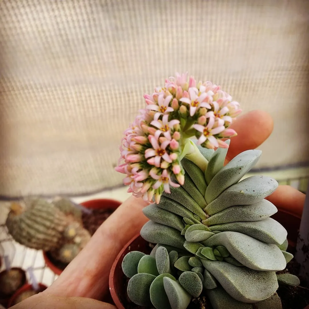 Crassula Morgan's Beauty — סוקולנט עלים בעל עלים בשרניים ועבים שבהם נאגרים המים