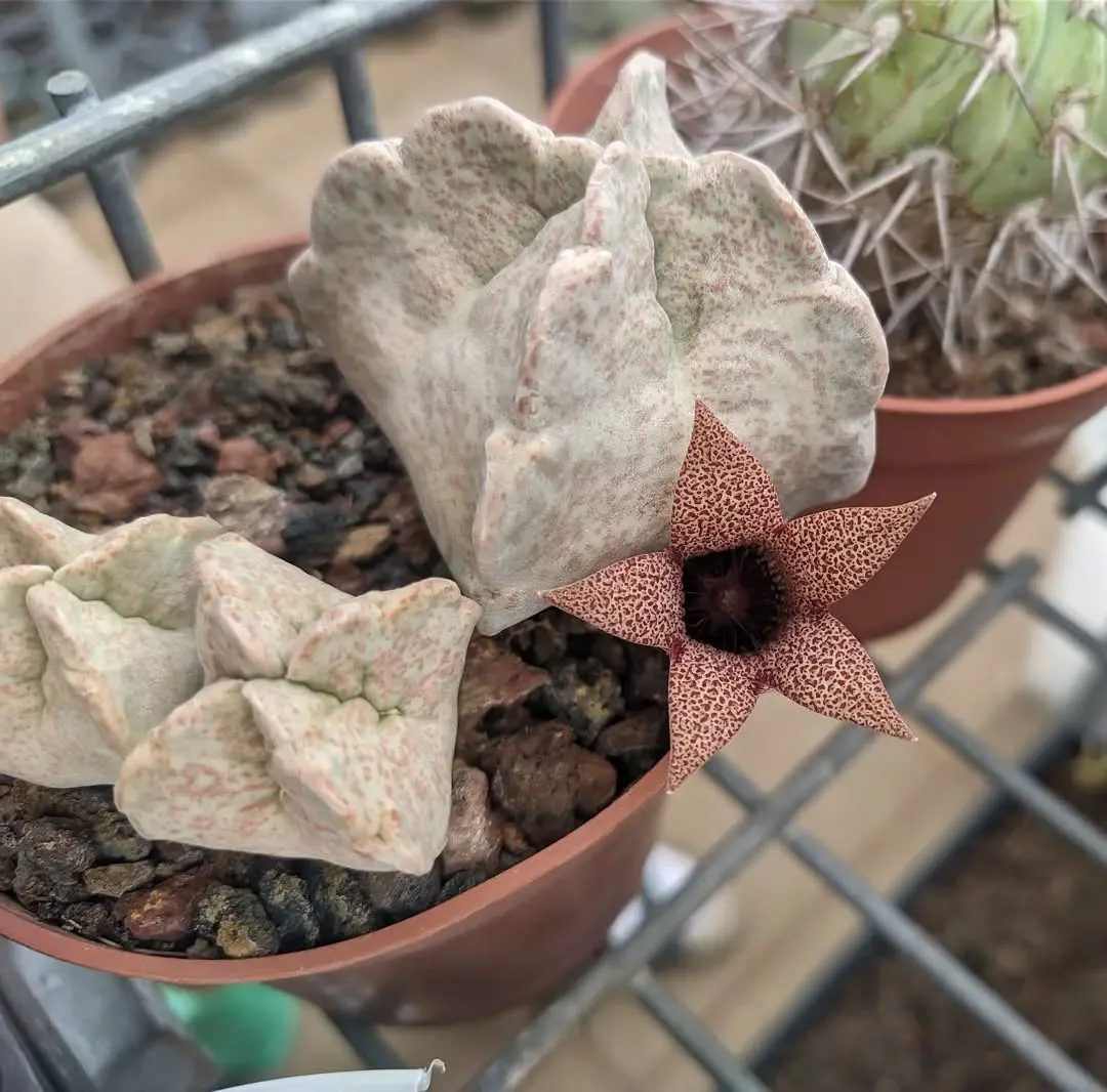 Whitesloanea crassa — סוקולנט סומלי בעל גוף בהיר וארבע צלעות, ופרח כוכבי אופייני למשפחת האסקלפיים